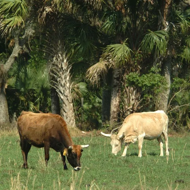 thumbnail for publication: Payments for Ecosystem Services in Florida’s Landscape: Concepts and Principles
